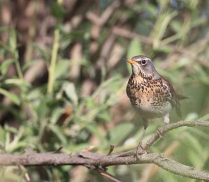 Fieldfare, 田鸫, Turdus pilaris-gallery-