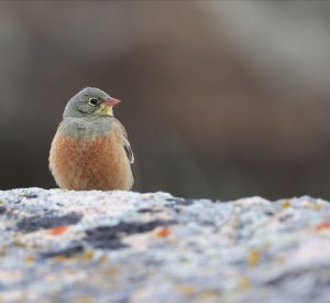 Ortolan Bunting, 圃鹀, Emberiza hortulana-gallery-