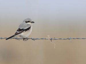 Great Grey Shrike, 西方灰伯劳, Lanius excubitor-gallery-