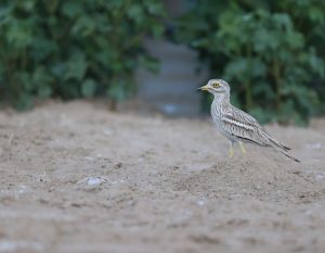 Eurasian Stone Curlew, 欧石鸻, Burhinus oedicnemus-gallery-