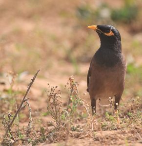 Common Myna, 家八哥, Acridotheres tristis-gallery-