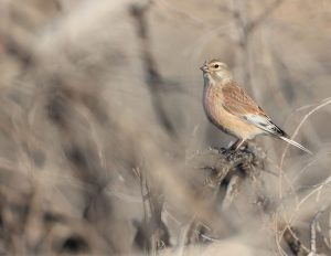 Common Linnet, 赤胸朱顶雀, Linaria cannabina-gallery-