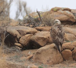 Long-legged Buzzard, 棕尾鵟, Buteo rufinus-gallery-