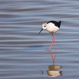 Black-winged Stilt, 黑翅长脚鹬, Himantopus himantopus-gallery-