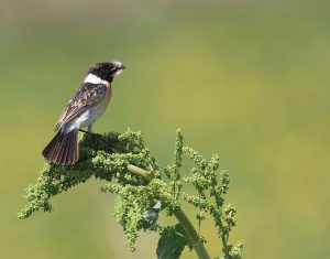 Siberian Stonechat, 黑喉石䳭, Saxicola maurus-gallery-