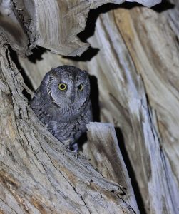 Eurasian Scops Owl, 西红角鸮, Otus scops-gallery-