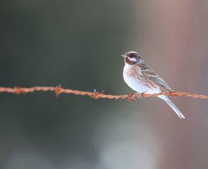 Pine Bunting, 白头鹀, Emberiza leucocephalos-gallery-