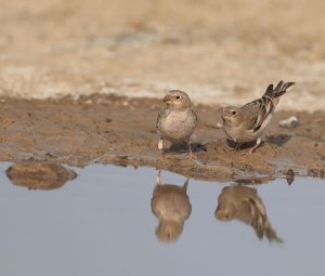 Mongolian Finch, 蒙古沙雀, Bucanetes mongolicus-gallery-