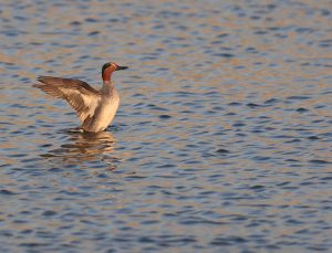 Eurasian Teal, 绿翅鸭, Anas crecca-gallery-