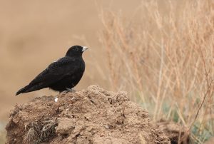 Black Lark, 黑百灵, Melanocorypha yeltoniensis-gallery-