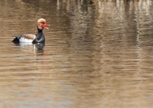 Red-crested Pochard, 赤嘴潜鸭, Netta rufina-gallery-