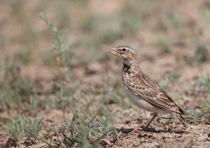 Bimaculated Lark, 二斑百灵, Melanocorypha bimaculata-gallery-