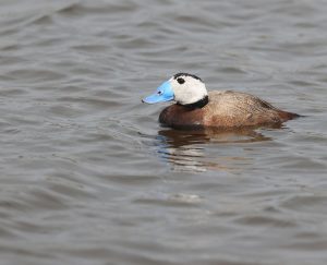 White-headed Duck, 白头硬尾鸭, Oxyura leucocephala-gallery-