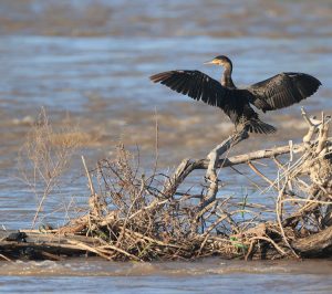 Great Cormorant, 普通鸬鹚, Phalacrocorax carbo-gallery-