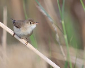 Eurasian Reed Warbler, 芦苇莺, Acrocephalus scirpaceus-gallery-