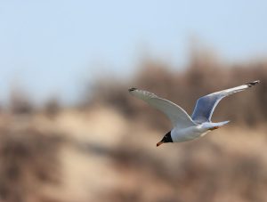 Pallas’s Gull, 渔鸥, Ichthyaetus ichthyaetus-gallery-