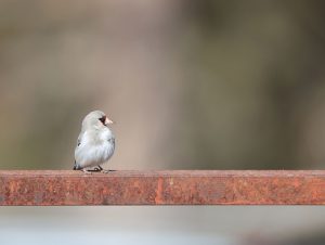 European Goldfinch, 红额金翅雀, Carduelis carduelis-gallery-