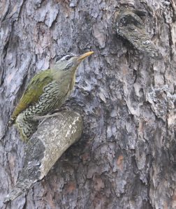 Scaly-bellied Woodpecker, 鳞腹绿啄木鸟, Picus squamatus-gallery-