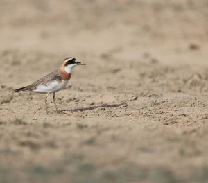 Greater Sand Plover, 铁嘴沙鸻, Charadrius leschenaultii-gallery-