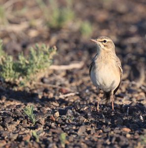 Tawny Pipit, 平原鹨, Anthus campestris-gallery-