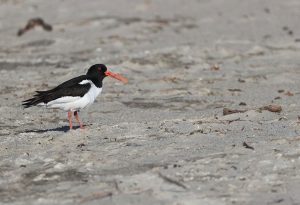 Eurasian Oystercatcher, 蛎鹬, Haematopus ostralegus-gallery-