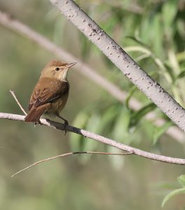 Blyth’s Reed Warbler, 布氏苇莺, Acrocephalus dumetorum-gallery-