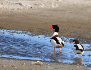 Common Shelduck, 翘鼻麻鸭, Tadorna tadorna-gallery-