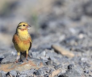 Yellowhammer, 黄鹀, Emberiza citrinella-gallery-