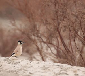 Biddulph’s Ground Jay, 白尾地鸦, Podoces biddulphi-gallery-