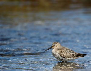 Dunlin, 黑腹滨鹬, Calidris alpina-gallery-