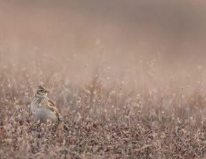 Eurasian Skylark, 云雀, Alauda arvensis-gallery-