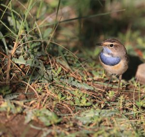 Bluethroat, 蓝喉歌鸲, Luscinia svecica-gallery-