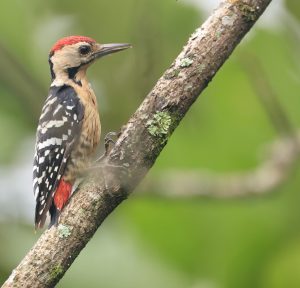 Fulvous-breasted Woodpecker, 茶胸啄木鸟, Dendrocopos macei-gallery-