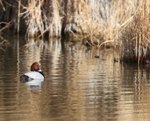 Common Pochard, 红头潜鸭, Aythya ferina-gallery-