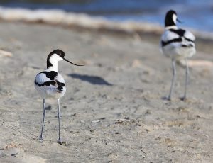 Pied Avocet, 反嘴鹬, Recurvirostra avosetta-gallery-