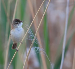 Paddyfield Warbler, 稻田苇莺, Acrocephalus agricola-gallery-