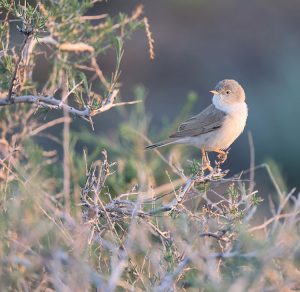 Asian Desert Warbler, 亚洲漠地林莺, Sylvia nana-gallery-