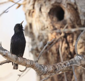 Common Starling, 紫翅椋鸟, Sturnus vulgaris-gallery-