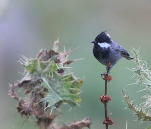 Rufous-naped Tit, 棕枕山雀, Periparus rufonuchalis-gallery-