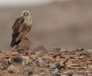 Long-legged Buzzard, 棕尾鵟, Buteo rufinus-gallery-