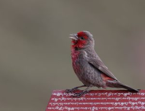 Red-fronted Rosefinch, 红胸朱雀, Carpodacus puniceus-gallery-