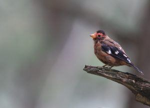 Spectacled Finch, 红眉金翅雀, Callacanthis burtoni-gallery-