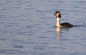 Great Crested Grebe, 凤头䴙䴘, Podiceps cristatus-gallery-