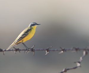 Eastern Yellow Wagtail, 黄鹡鸰, Motacilla tschutschensis-gallery-