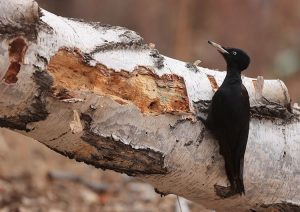 Black Woodpecker, 黑啄木鸟, Dryocopus martius-gallery-