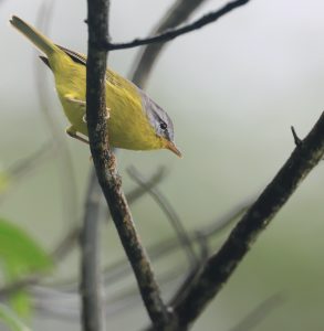 Grey-hooded Warbler, 灰头柳莺, Phylloscopus xanthoschistos-gallery-