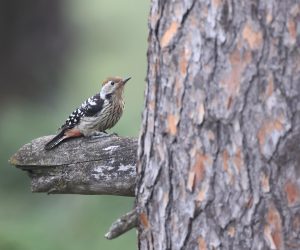 Brown-fronted Woodpecker, 褐额啄木鸟, Dendrocoptes auriceps-gallery-