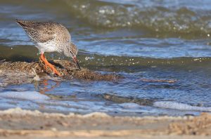 Common Redshank, 红脚鹬, Tringa totanus-gallery-