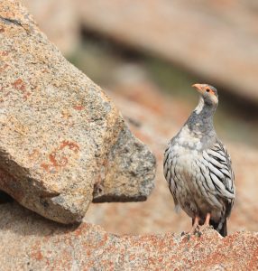 Tibetan Snowcock, 藏雪鸡, Tetraogallus tibetanus-gallery-