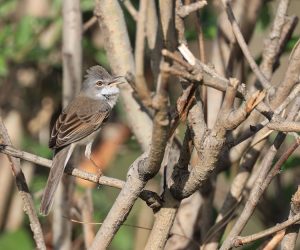 Common Whitethroat, 灰白喉林莺, Sylvia communis-gallery-